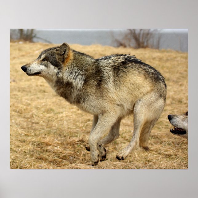 The Cartoon Wolf Shot Poster (Front)