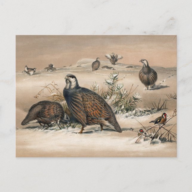 The Caspian Snow-Partridge by Joseph Wolf Postcard (Front)