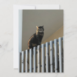 The Cat