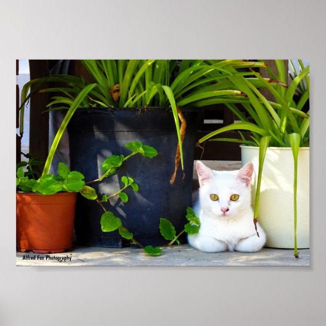 The Cat Amongst the Plants Poster (Front)