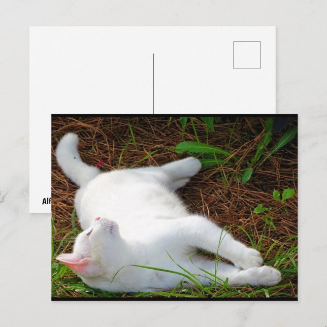 The Cat and the fly Postcard (Front/Back)