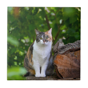 The Cat Ceramic Tile