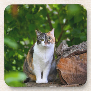 The Cat Coaster