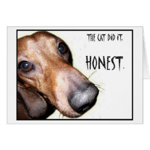 The Cat Did It Dachshund Doxie