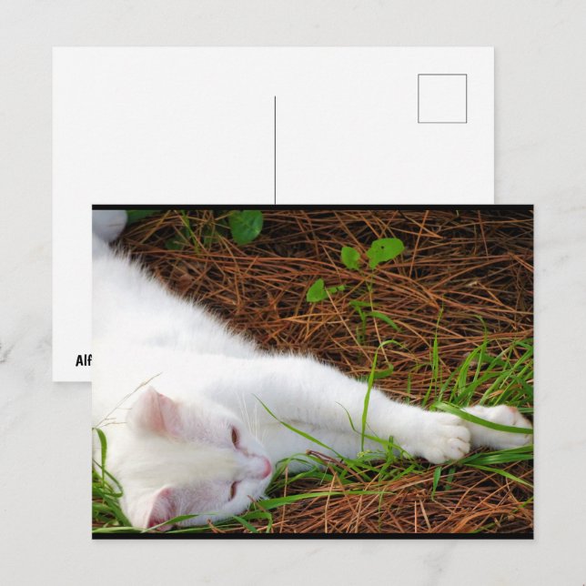 The Cat in the Pine Needles Postcard (Front/Back)