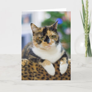 The Cat is Not Amused Holiday Card