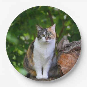 The Cat      Paper Plate