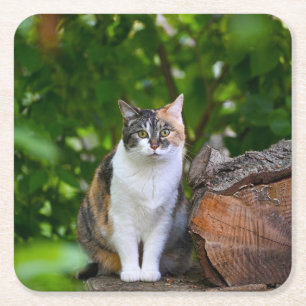 The Cat Square Paper Coaster