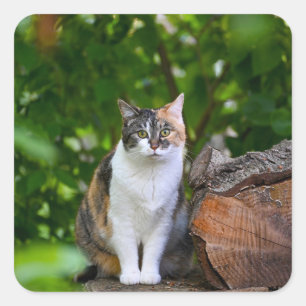 The Cat     Square Sticker
