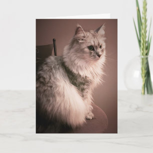 The Cat's Meow Birthday Card