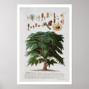 The Cedar, engraved by Johann Jakob Haid (1704-67) Poster