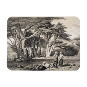 The Cedars of Lebanon, engraved by Freeman (sepia Magnet