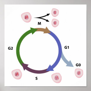 The cell cycle poster