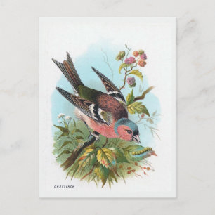 The Chaffinch Postcard