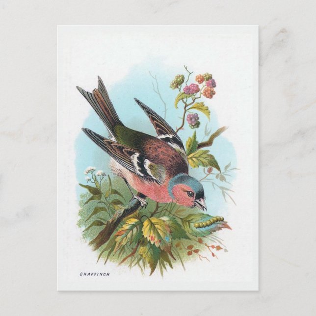 The Chaffinch Postcard (Front)