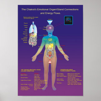 The Chakra Organ / Gland and Energy Flow Poster