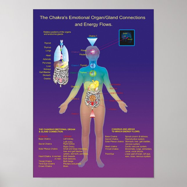 The Chakra Organ / Gland and Energy Flow Poster (Front)