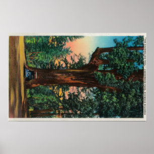 The Chandelier Tree, Underwood Park Poster