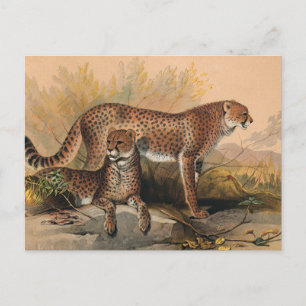 The Cheetah by Joseph Wolf Postcard