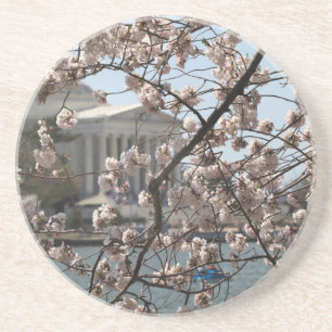 The Cherry Blossoms In Bloom In Washington DC Coaster
