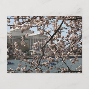 The Cherry Blossoms In Bloom In Washington DC Postcard