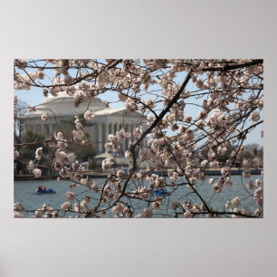 The Cherry Blossoms In Bloom In Washington DC Poster