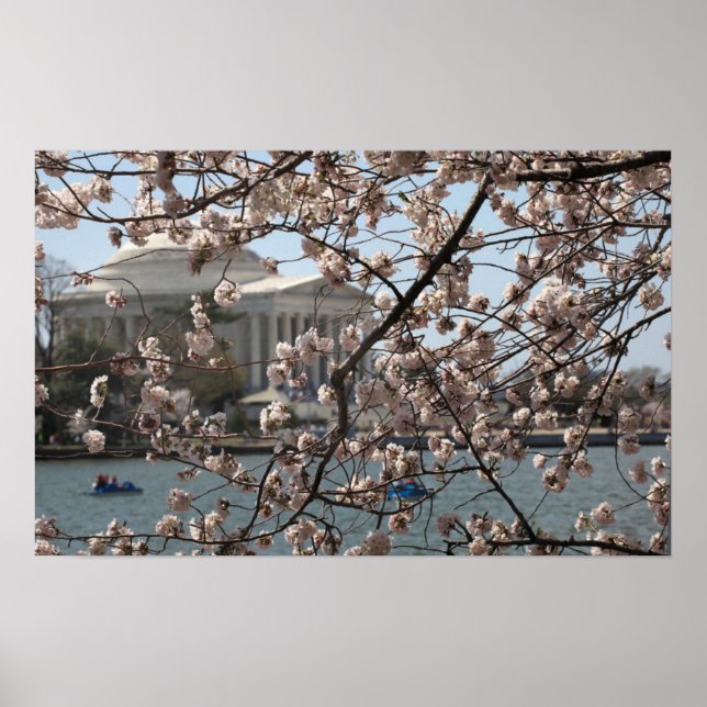 The Cherry Blossoms In Bloom In Washington DC Poster (Front)