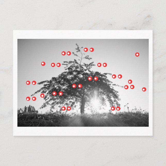 The Cherry Tree Postcard (Front)