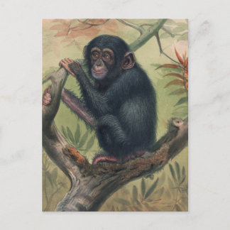 The Chimpanzee by Joseph Wolf Postcard