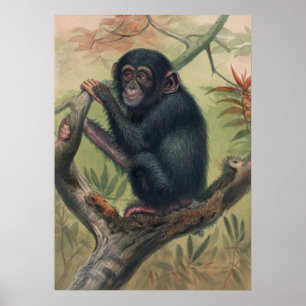 The Chimpanzee by Joseph Wolf Poster