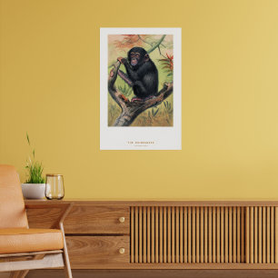 The Chimpanzee, Zoological Sketches, Poster