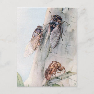 THE CICADA 2 POSTCARD