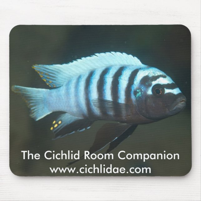 The Cichlid Room Companion - Metriaclima zebra Mouse Pad (Front)