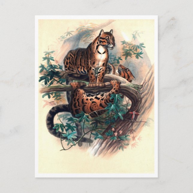 The Clouded Tiger by Joseph Wolf Postcard (Front)