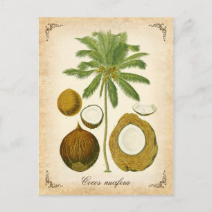 The coconut palm - vintage illustration postcard