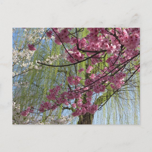 The Colors of Spring: Tokyo Postcard (Front)