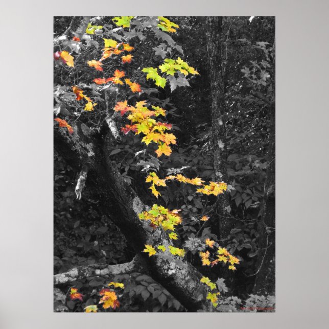 The colour of Fall Poster (Front)