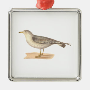 The Common American Gull (Larus zonorhyncus) Metal Ornament