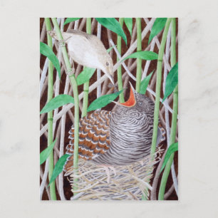The Common Cuckoo Postcard