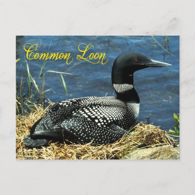 The Common Loon nesting in Alaska Postcard (Front)