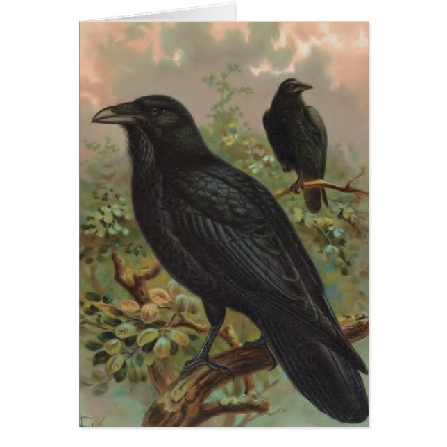 The Common Raven Vintage Bird Illustration (Front)
