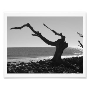 The Conductor Photo Print