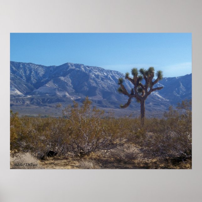 The Contrast Poster (Front)