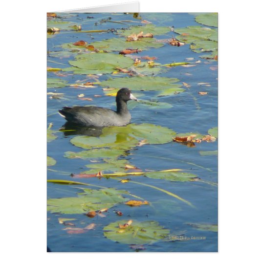 The Coot Card