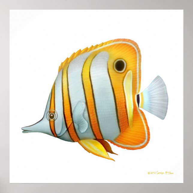The Copperband Butterfly Fish Study Poster (Front)