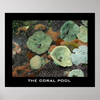 The coral pool poster