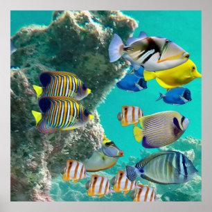 The Coral Reef with Tropical Fish Poster