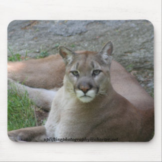 The cougar mouse pad
