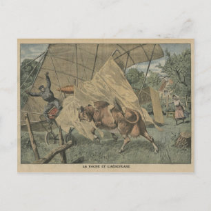 The cow and the aeroplane postcard
