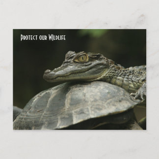 The Crocodile and the Turtle Post Card